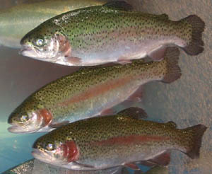 Rainbow
                trout