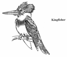 Belted
                Kingfisher