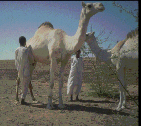 Milking camel in North Africa