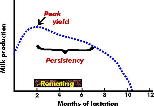 Typical lactation curve