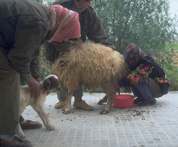 Milking ewe in Damascus, Syria.