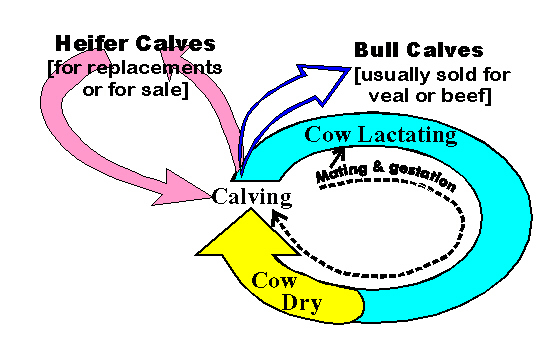 The dairy sequence