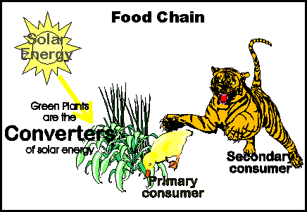 food chain humans. food chain