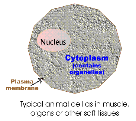 Animal Cell Template. animal cell undergoing
