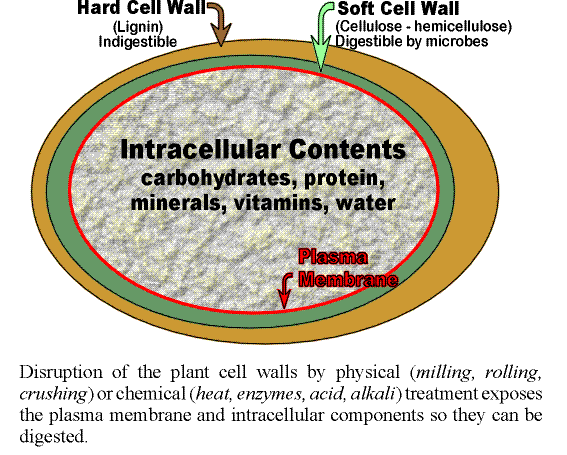 Plant Cell And Animal Cell Organelles. Plant Cells vs Animal Cells