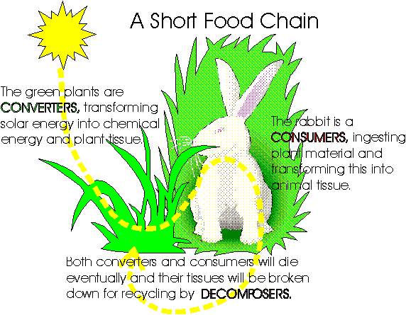 ecosystem food chain. numerous short food chains
