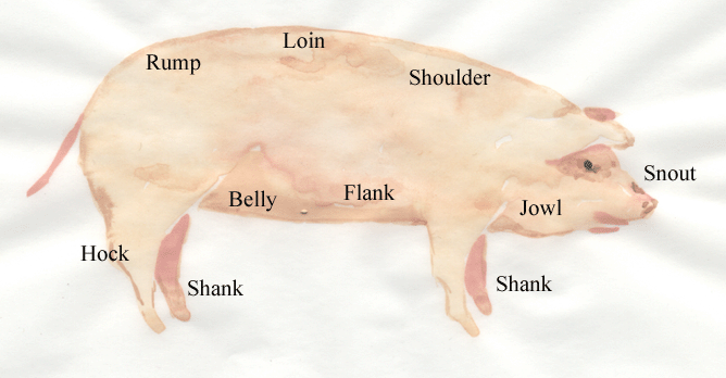 points of a pig